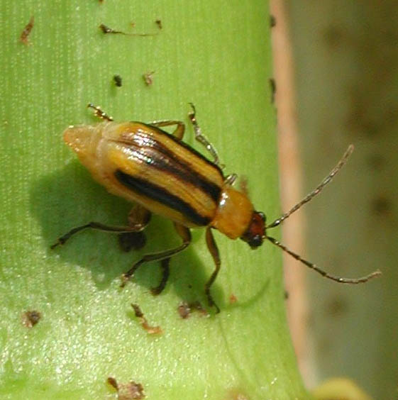 corn rootworm