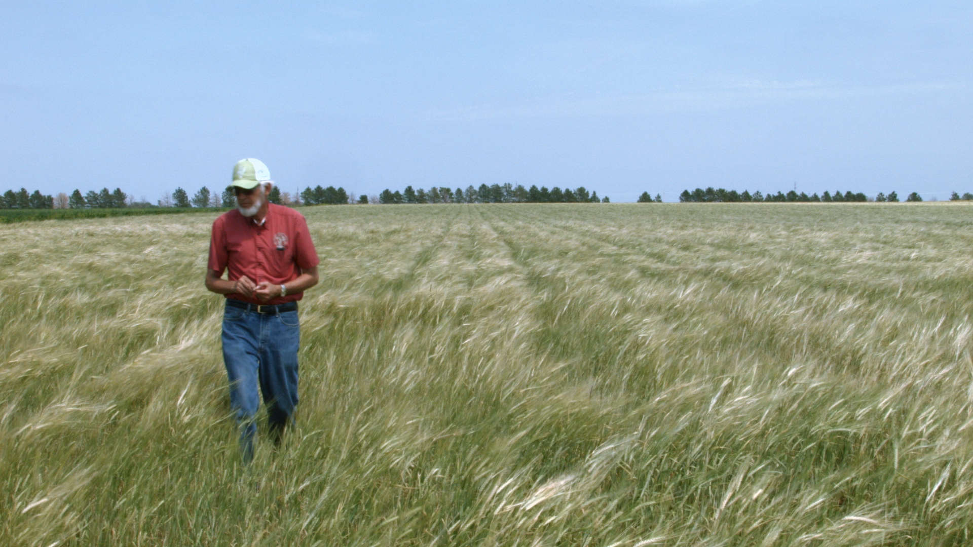 Organic farmer in barley field