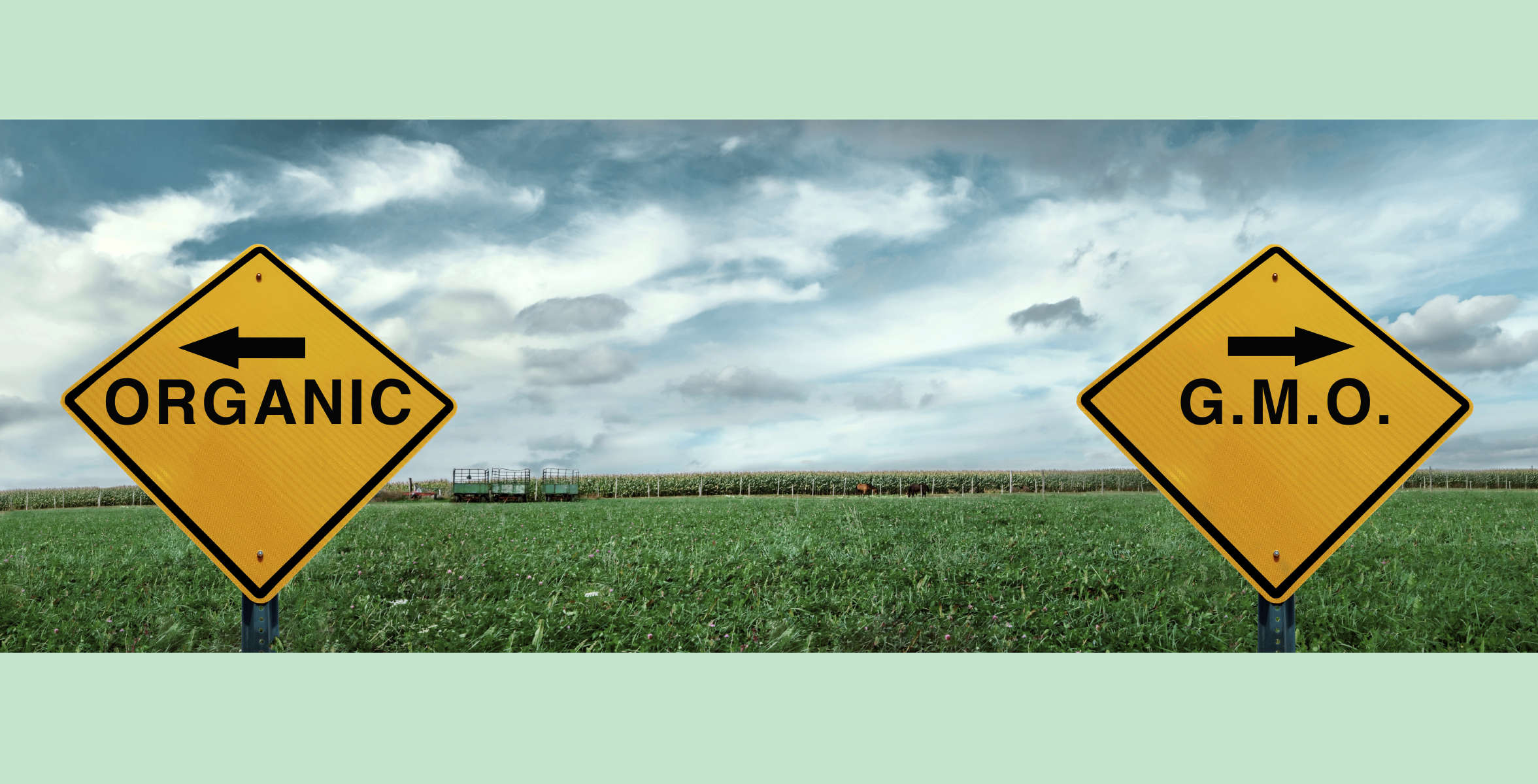 Organic vs GMO signs in field