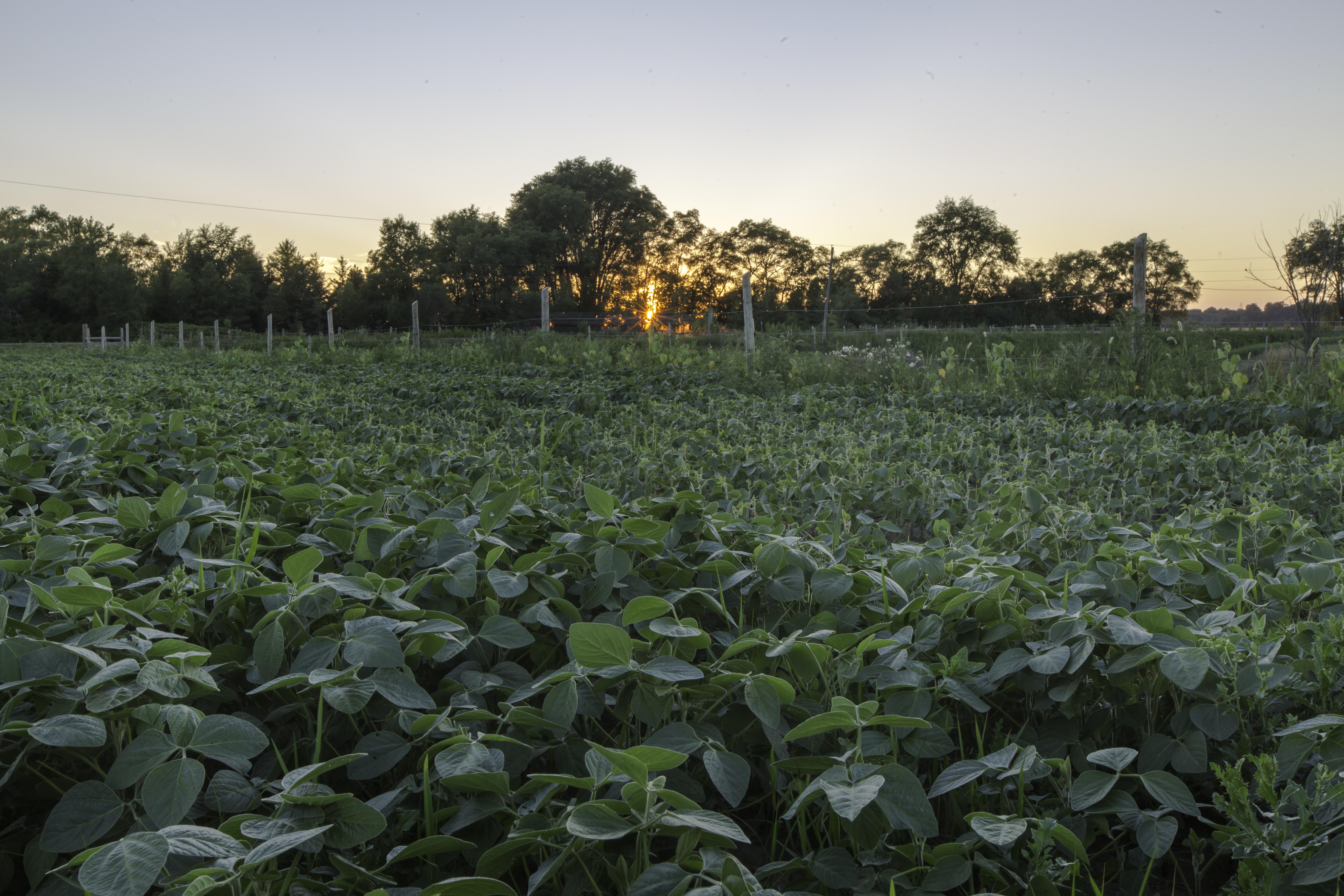 Organic soybean field