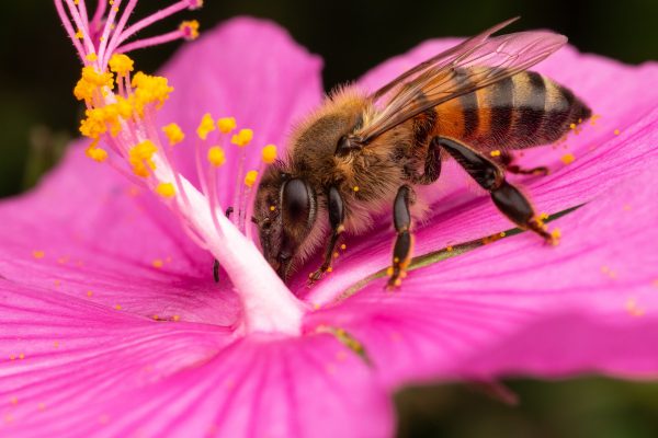 Bee on flower