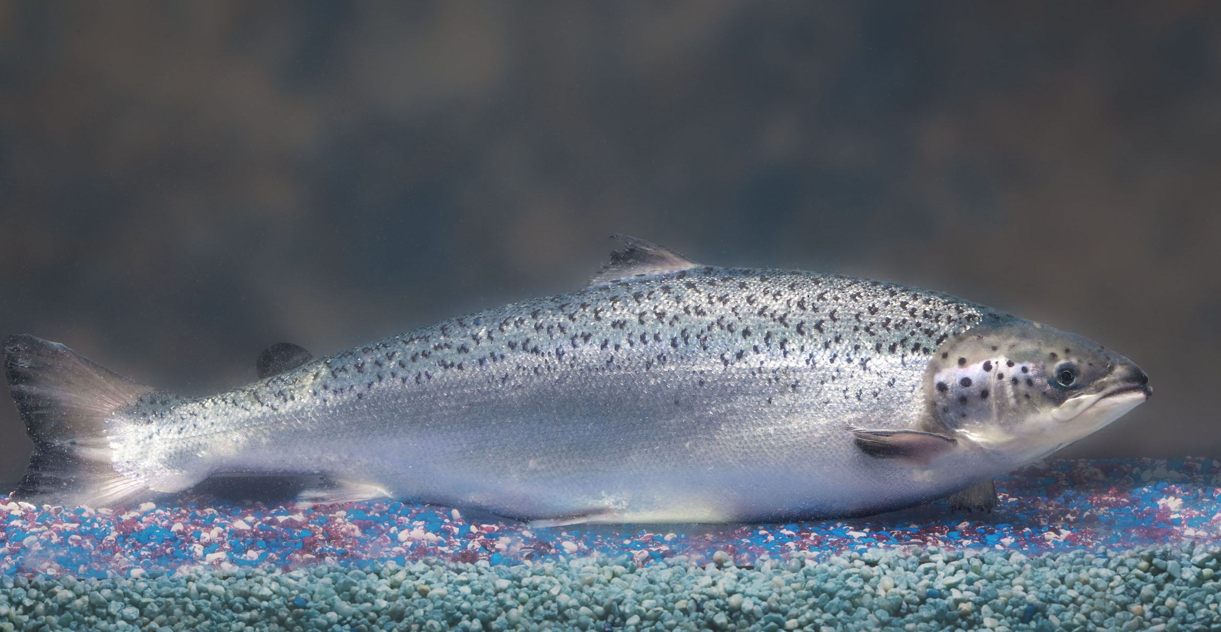 Photo of GMO salmon-frankenfish