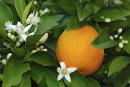 Orange in tree