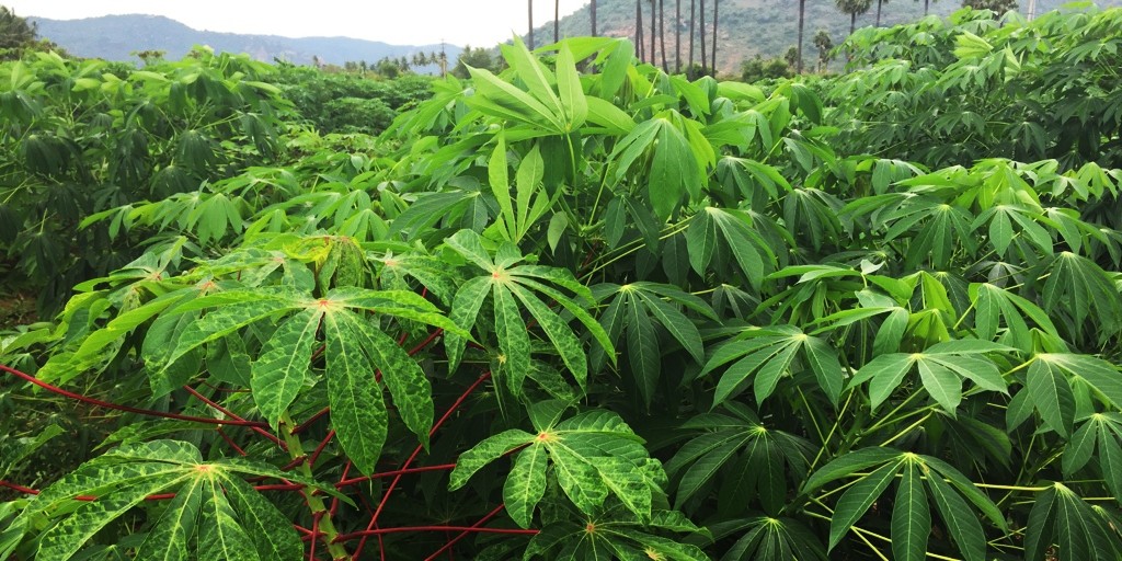 Diseased and healthy cassava plants