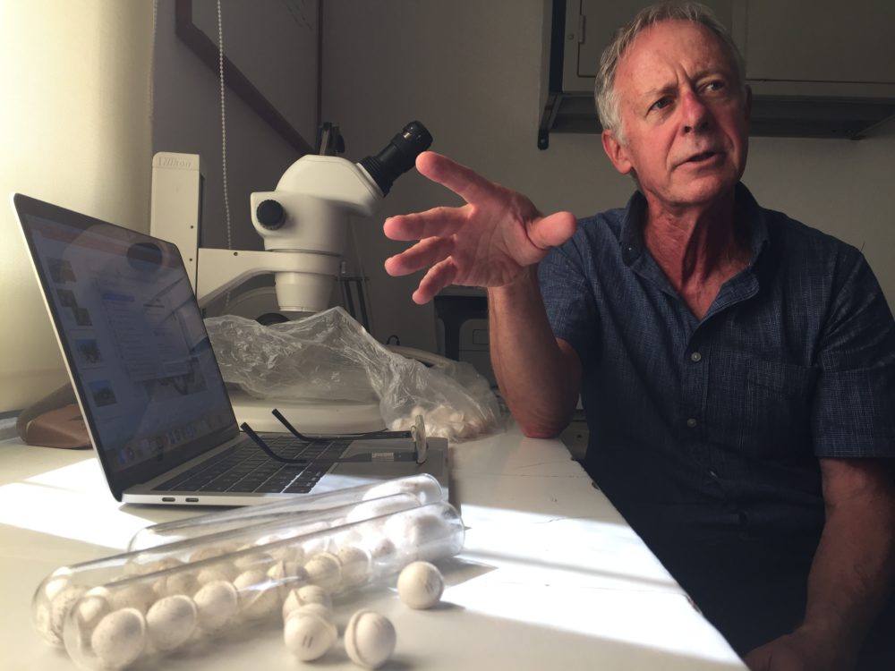 César Basso in the lab with the wasp capsules