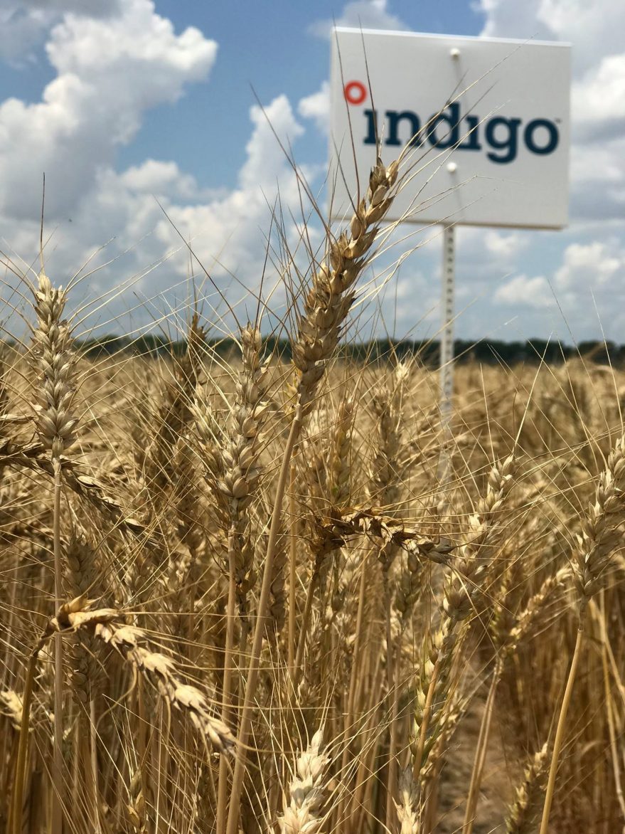 Indigo sign & Indigo Wheat