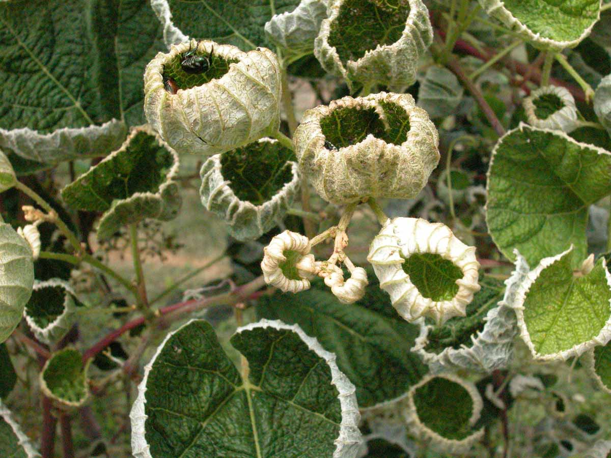 dicamba damaged grapes