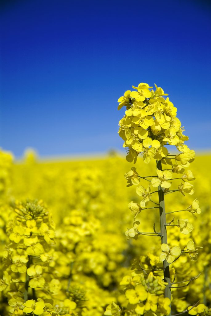 canola plant in field