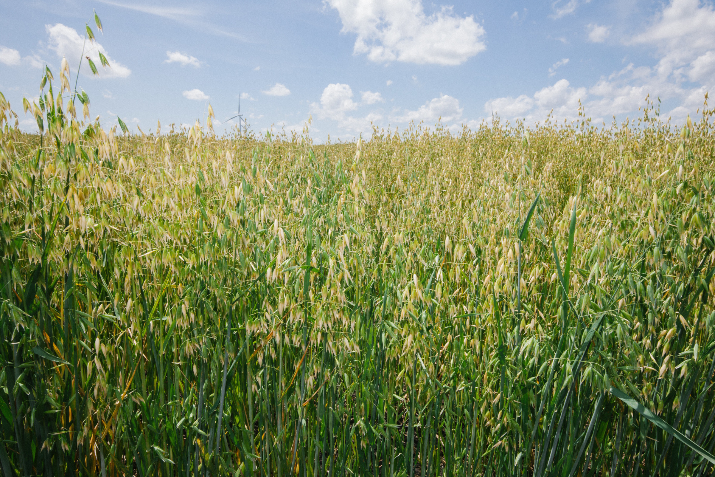 Iowa oat field