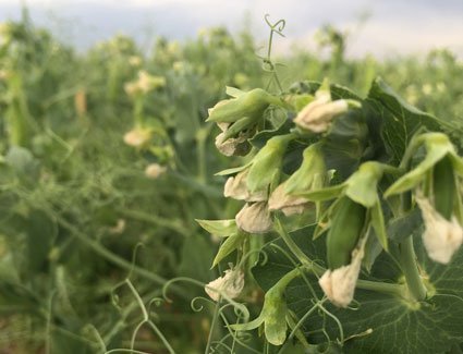 Pea Plant-Puris