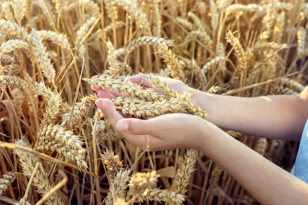 Child holding crop in hand in wheat field