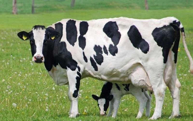 Hornless cow and calf in field