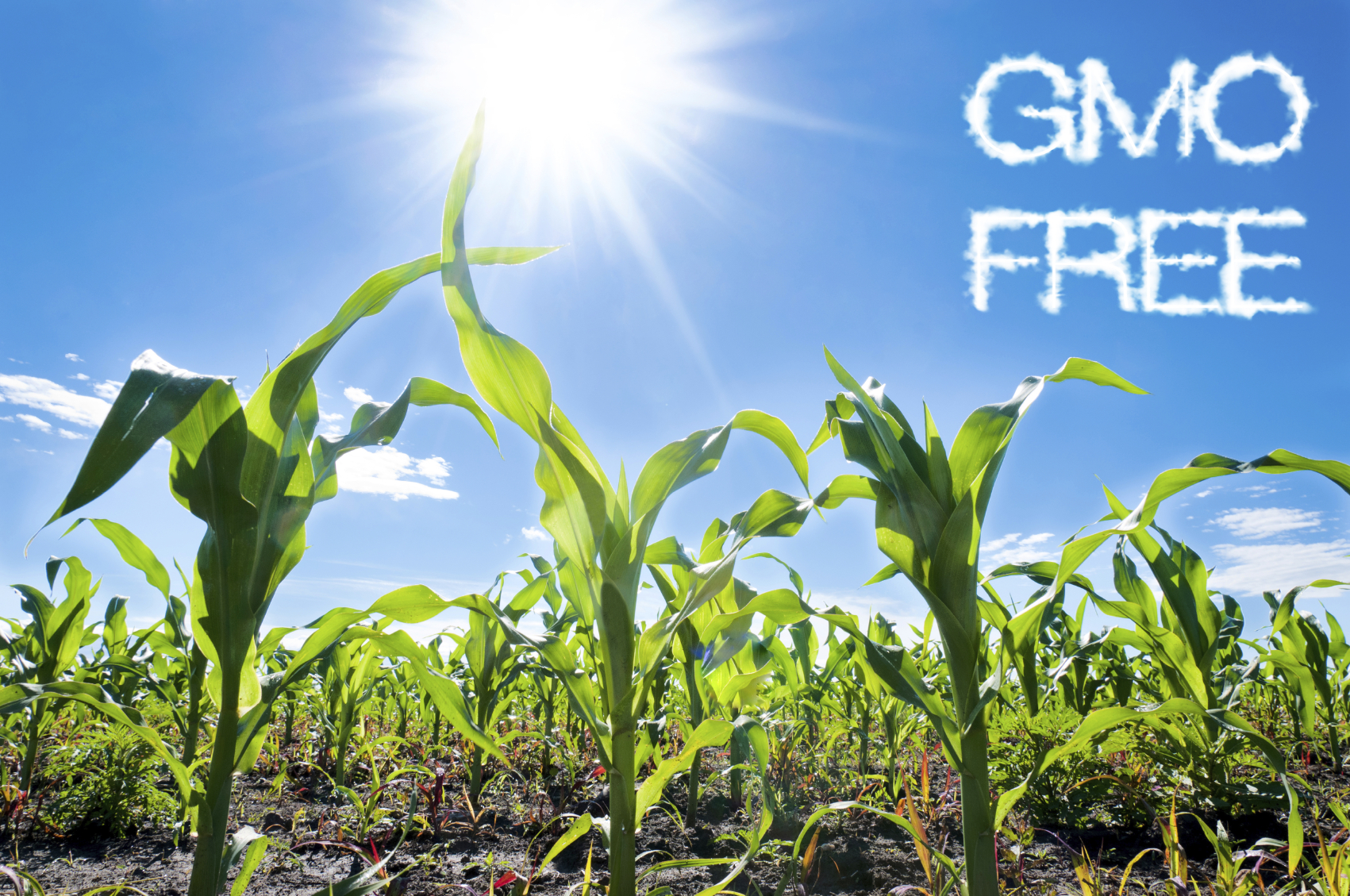 Corn with GMO-free clouds