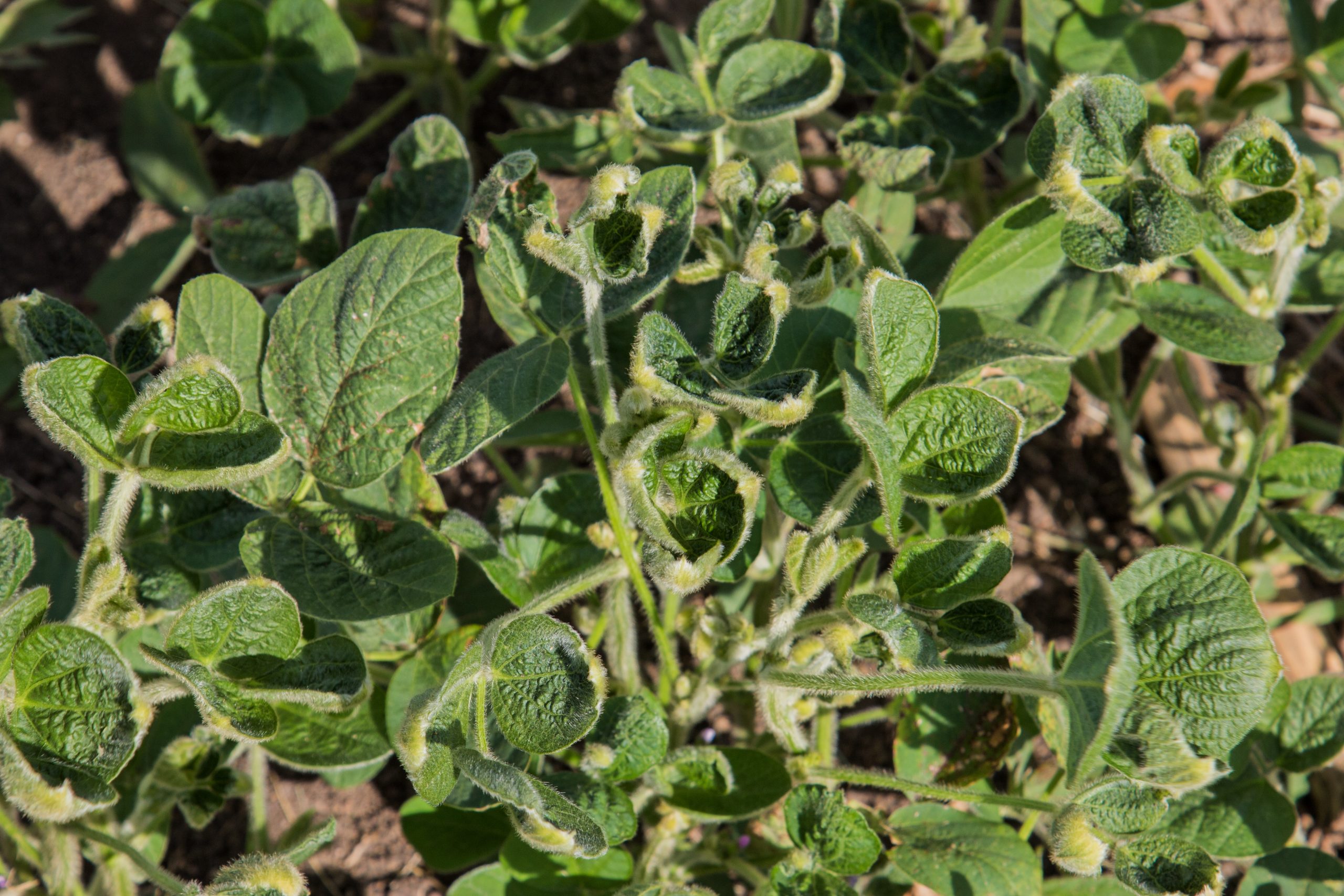 Dicamba damaged soybean plants