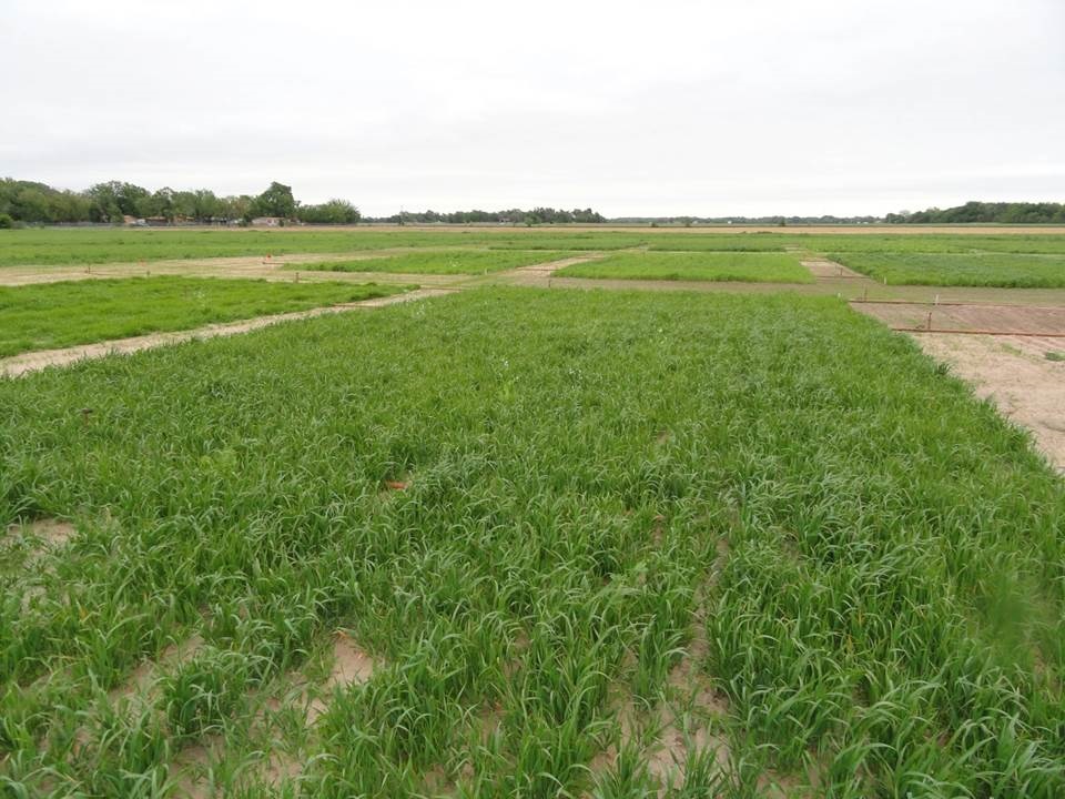 Kansas State cover crops