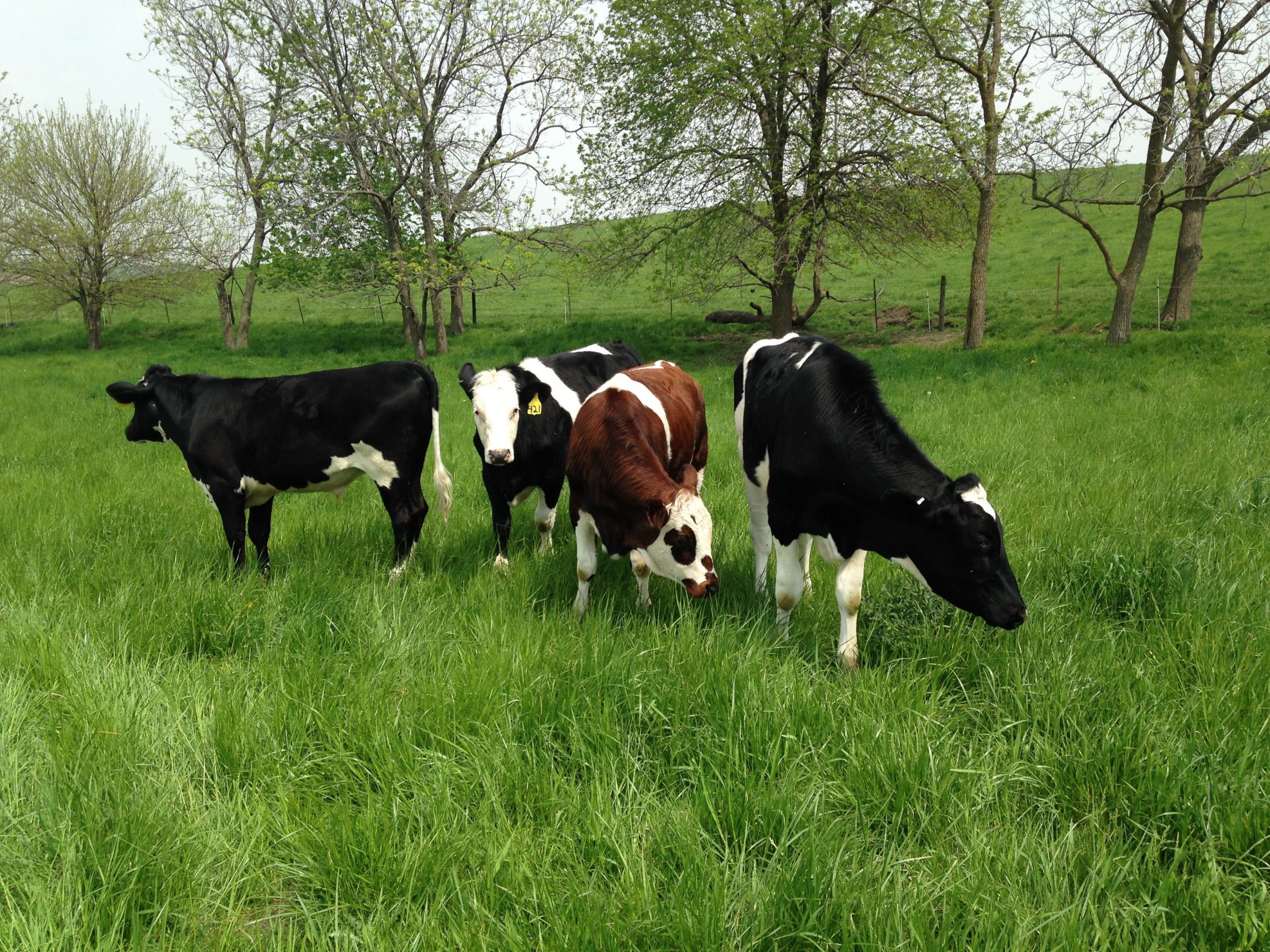 Organic cows in field