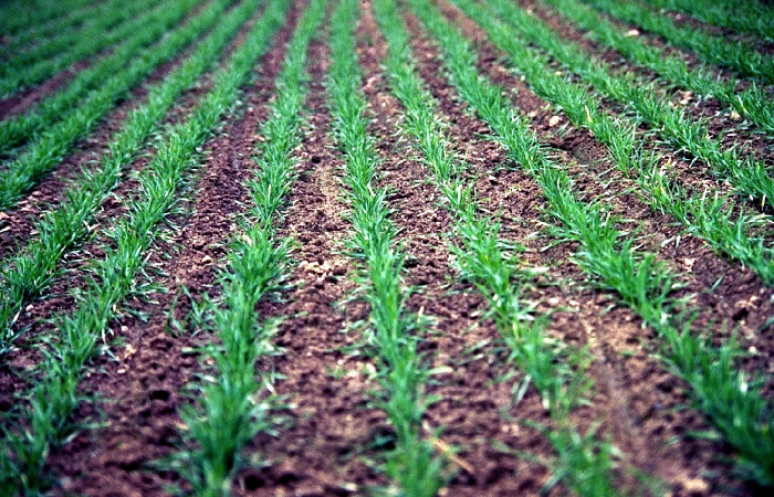 Perennial rye cover crop