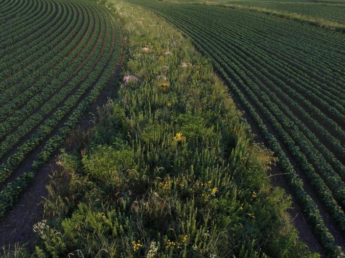 Prairie strips in Iowa