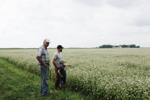 Farmers in field of buckwheat