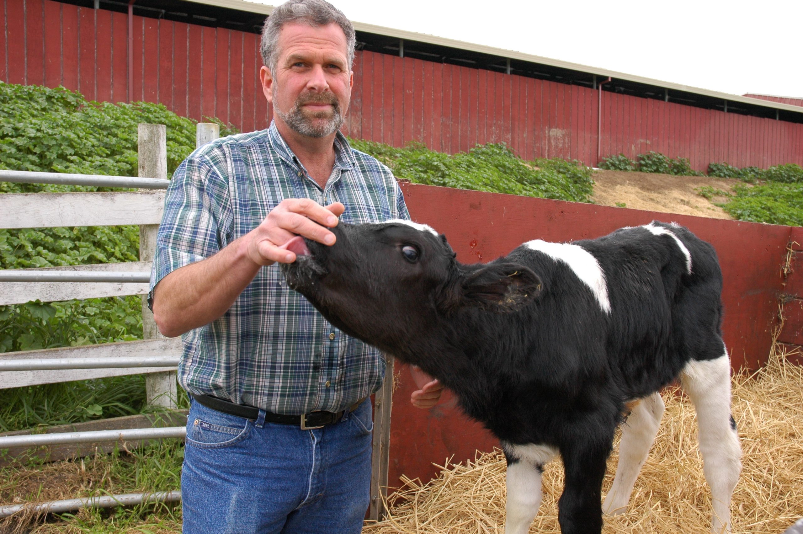 Albert and calf in front of barn