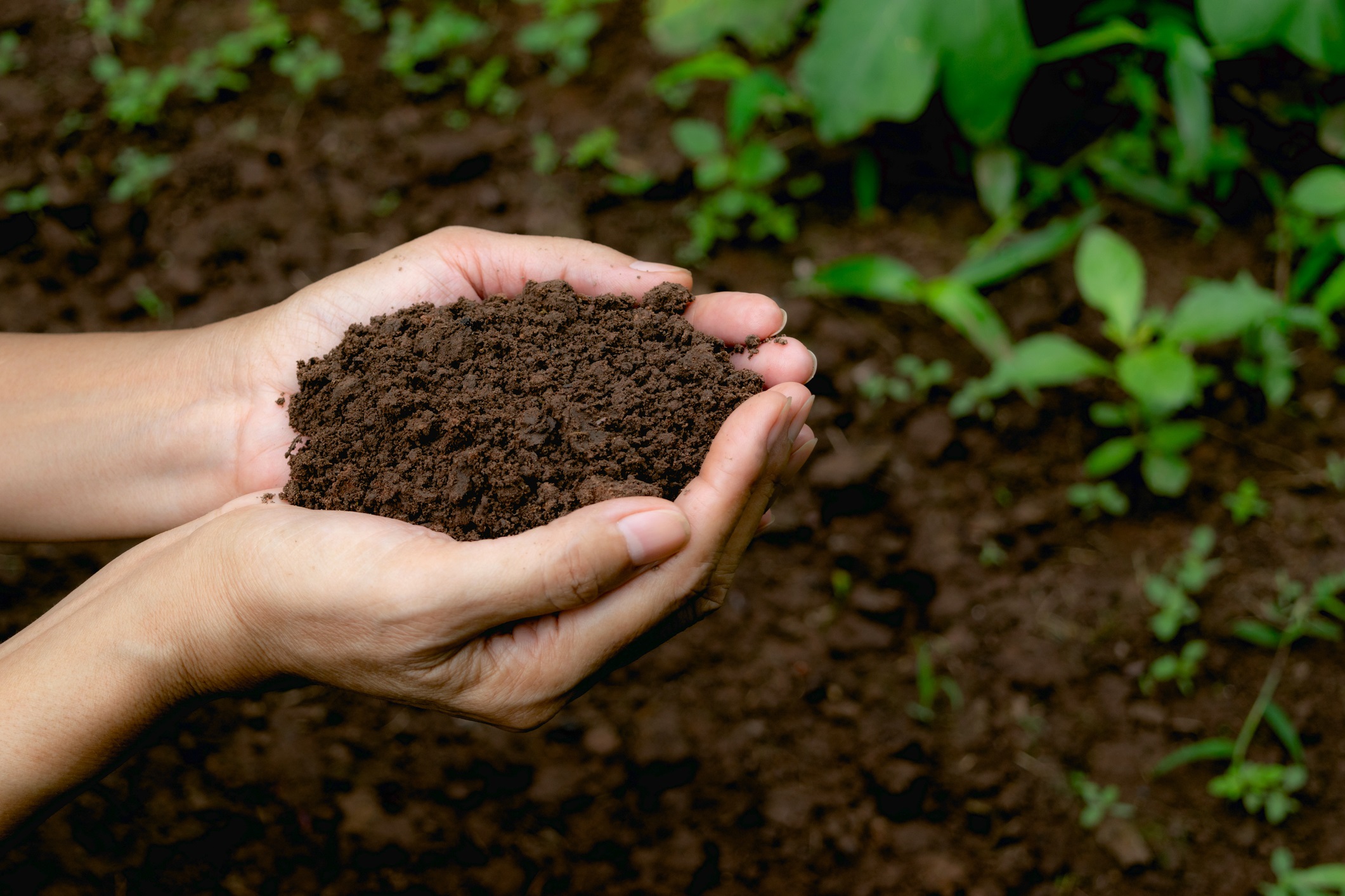 Handing holding dark soil