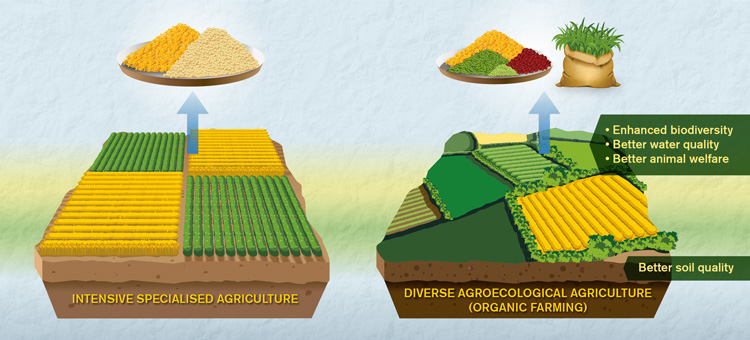 Organic agriculture EN graphic