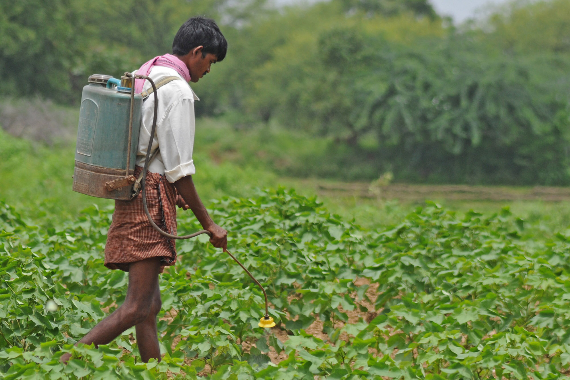 Indian farmer sprays pesticides longtermanal