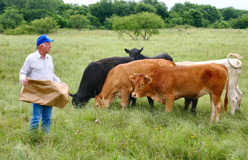 Farmer feeding cows in field