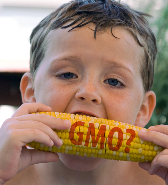 Child eating corn labelled GMO?