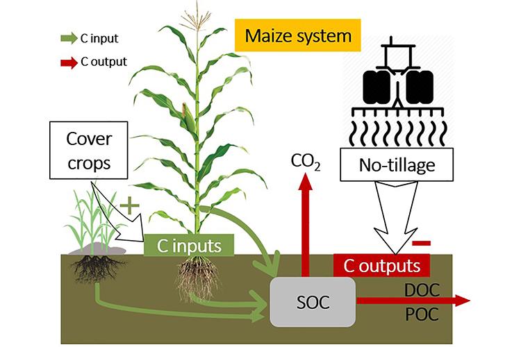 Maize growing system graphic