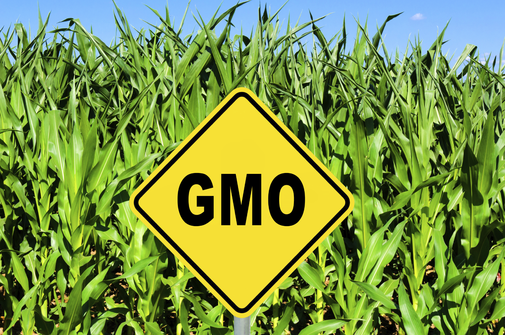 GMO sign in corn field