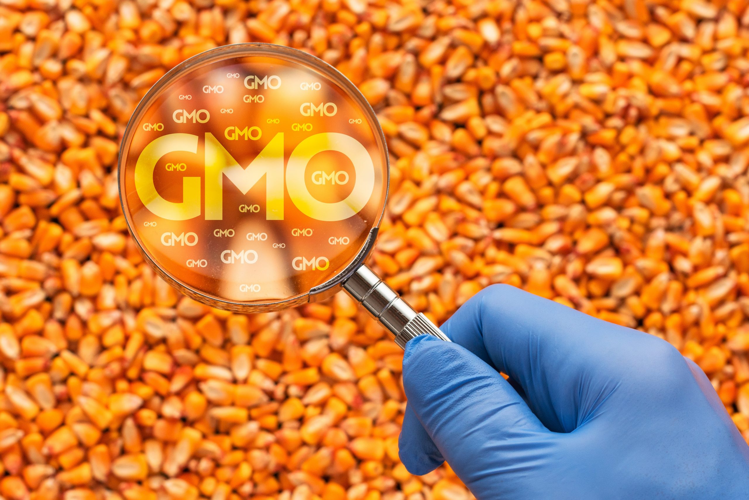 Magnifying glass with GMO