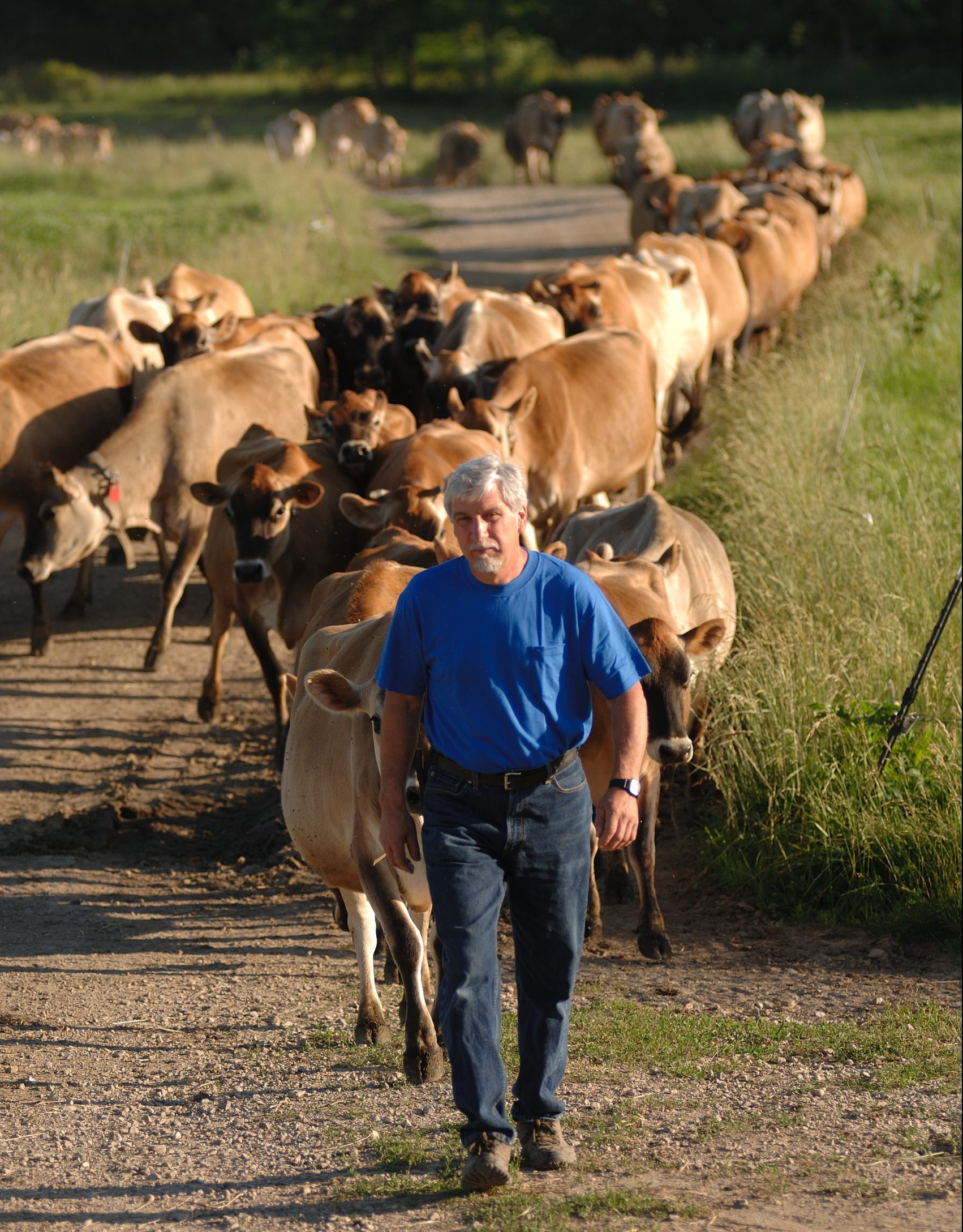 dairy farmer Francis Thicke and cows