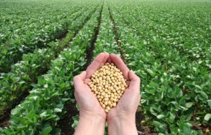 Human hand holding soybean in field