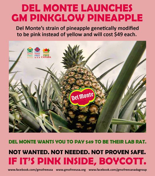 Pink GMO pineapple