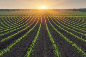 Cornfield