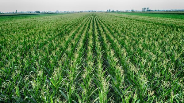 Photo of organic corn field