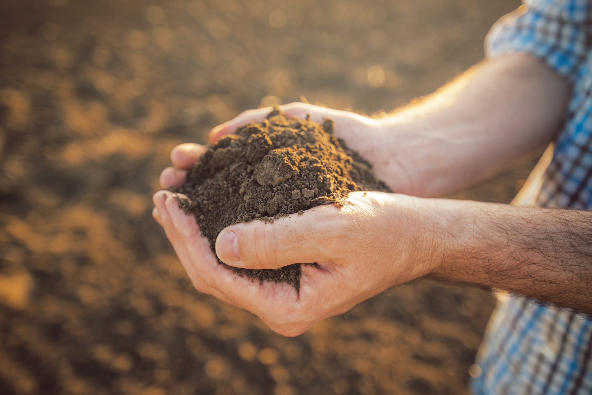 Bayer-handful of soil