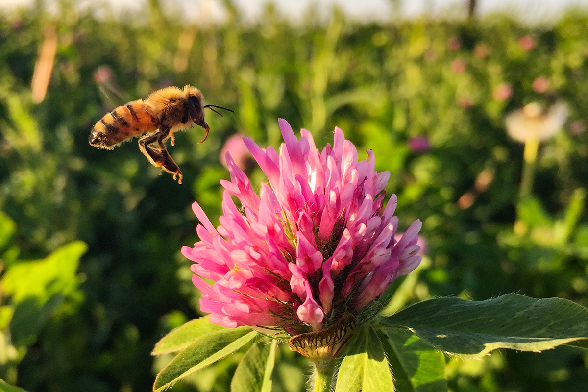 Bee on prairie plant