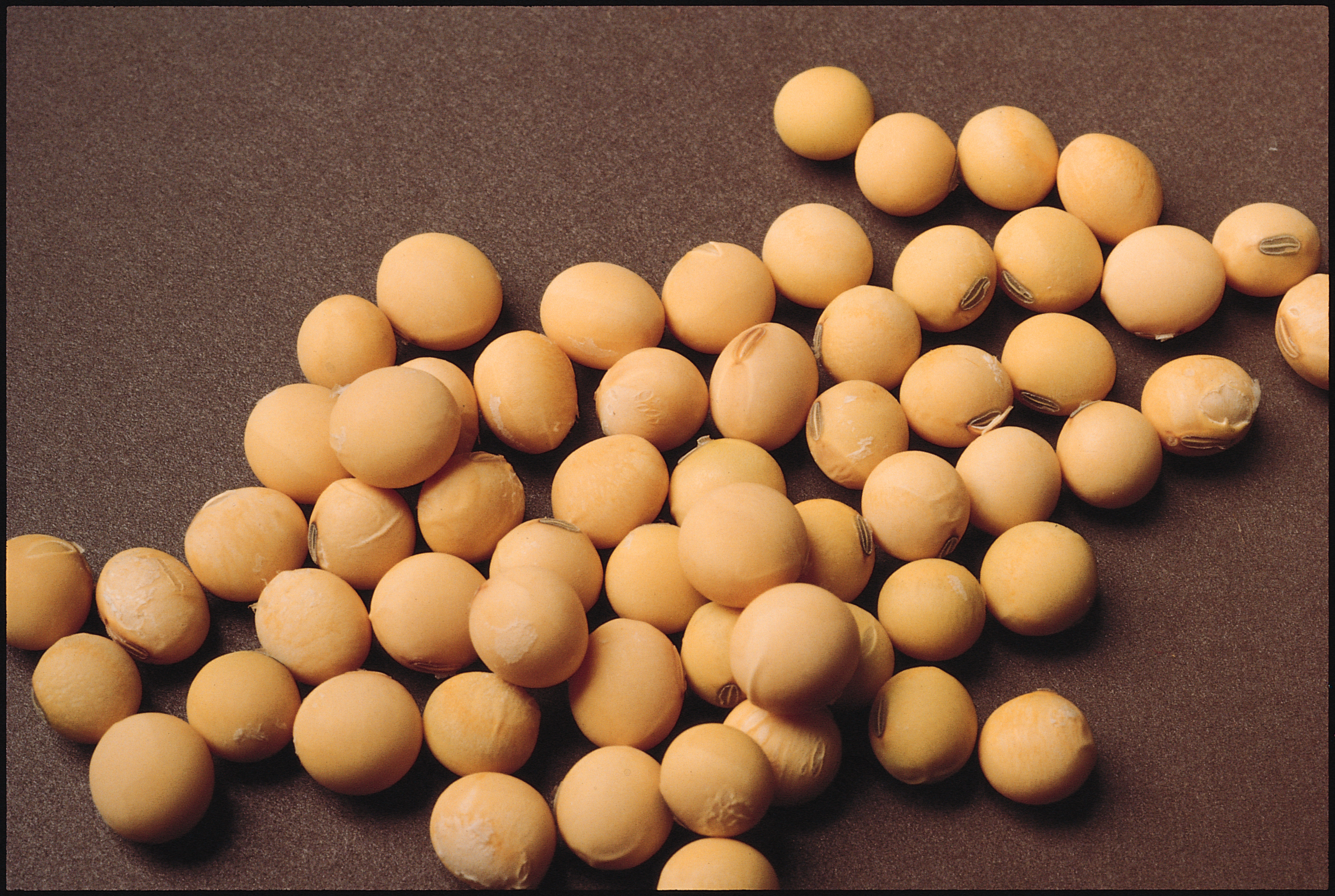 Photo of soybeans