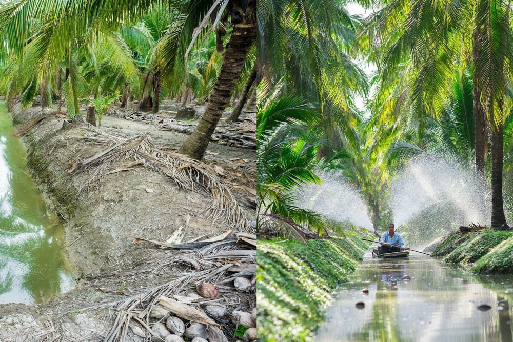 Photos showing regenerative coconut projects before and after