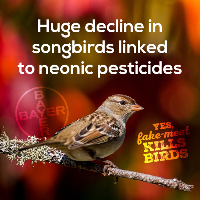 decline in songbirds