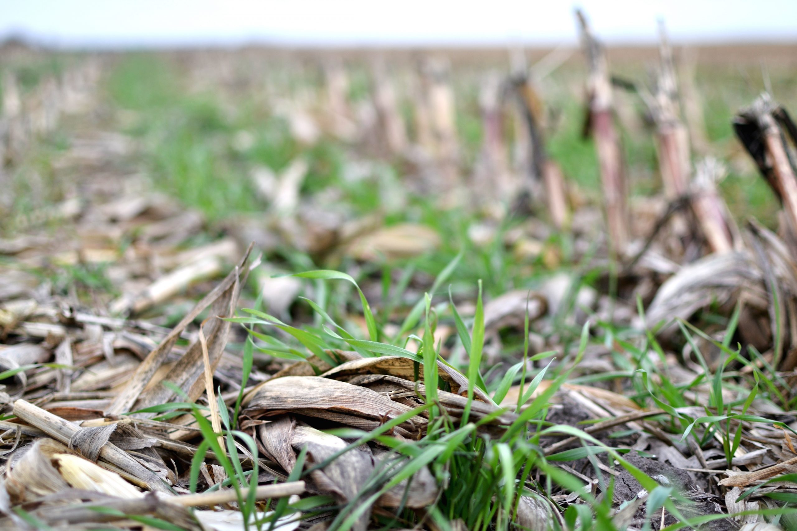 winter cereal rye