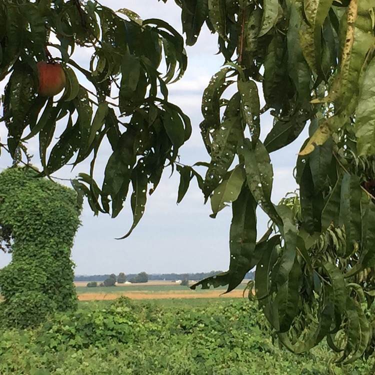 Photo of dicamba damaged peach tree
