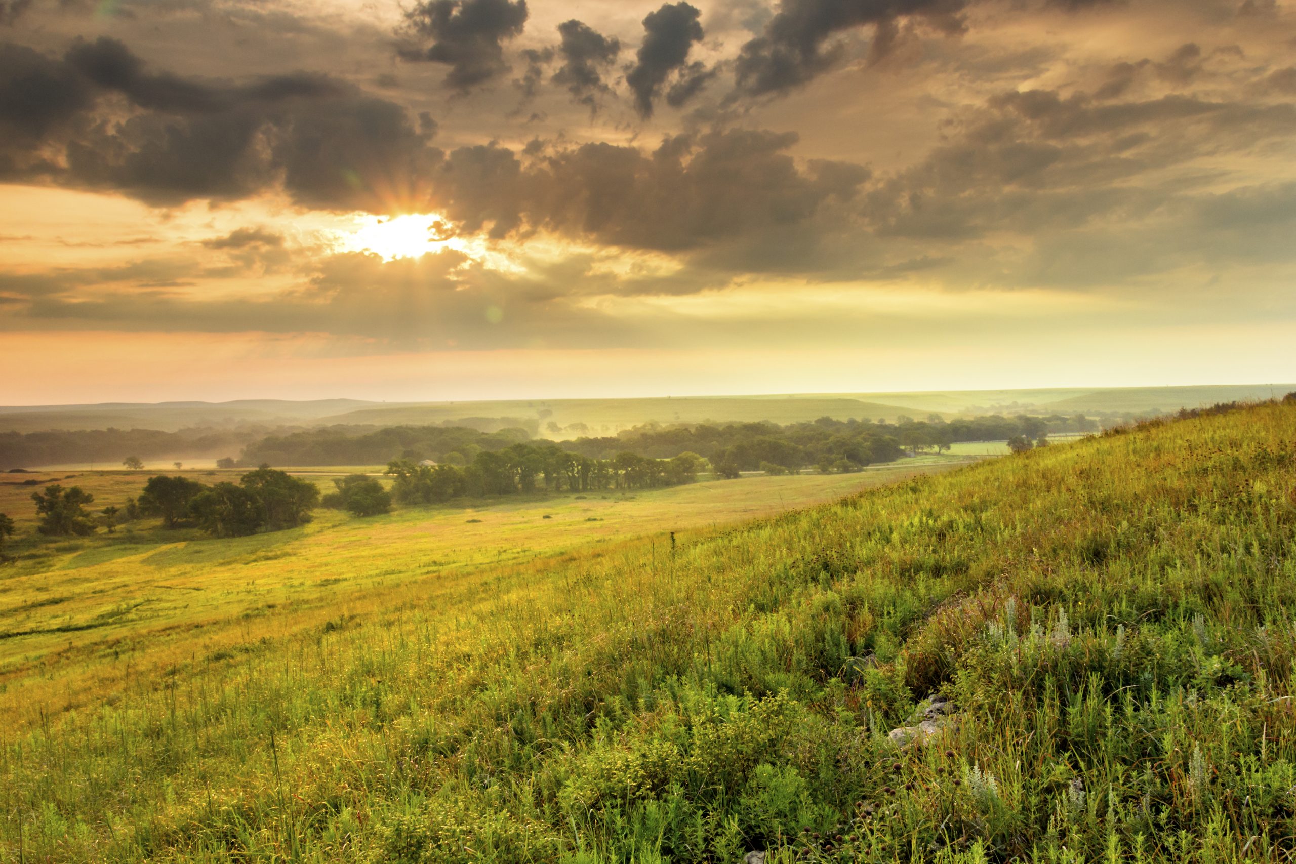 National Audubon Society launches regenerative grasslands partnership with Panorama Organic meats