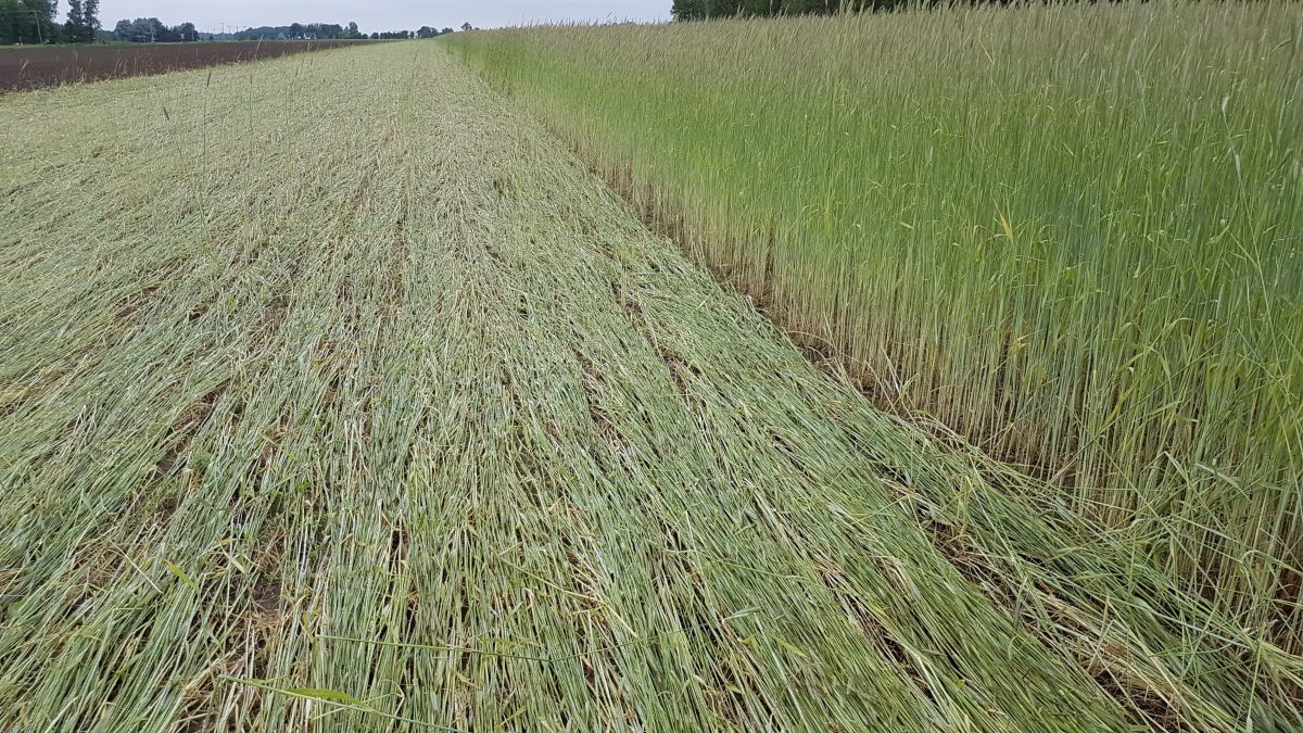 An Organic Agronomist s Perspective On The Tillage Debate The Organic Non GMO Report