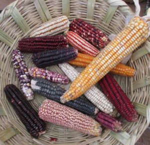 Native corn varieties from Mexico