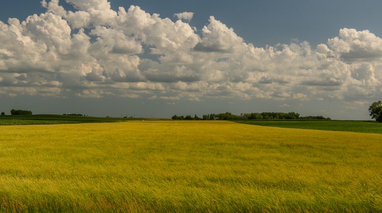 Organic and conventional farmers see the promise of perennial grain ...