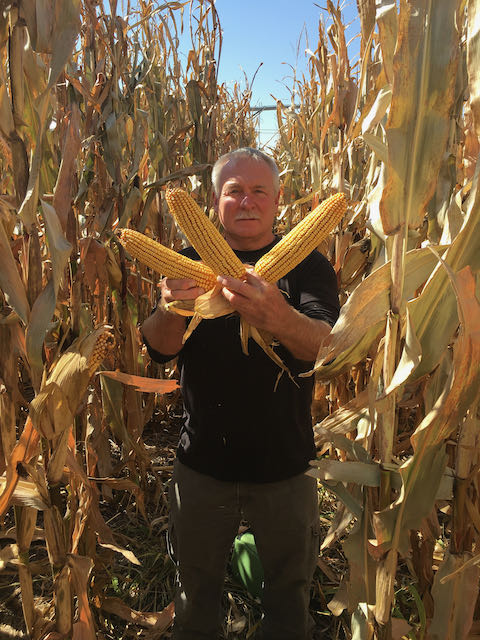 BASS Hybrids’ employee Mark Parkinson holds corn hybrids produced from the company’s corn seed.