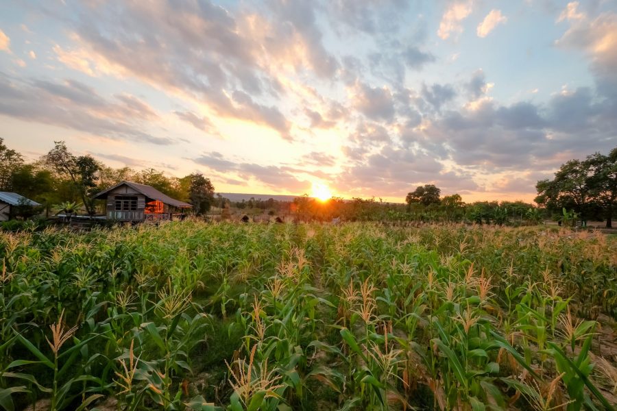 Photo of organic cornfield